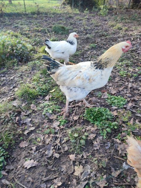 Coqs 10 18260 Vailly-sur-sauldre