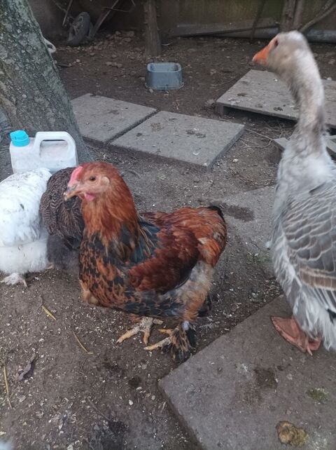 Coq 10 26140 Anneyron