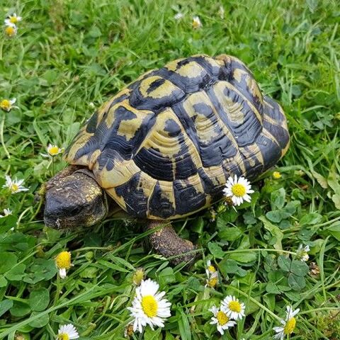 Tortue Hermann Hermanni Hermanni mâle - 14 cm 590 35136 Saint-jacques-de-la-lande