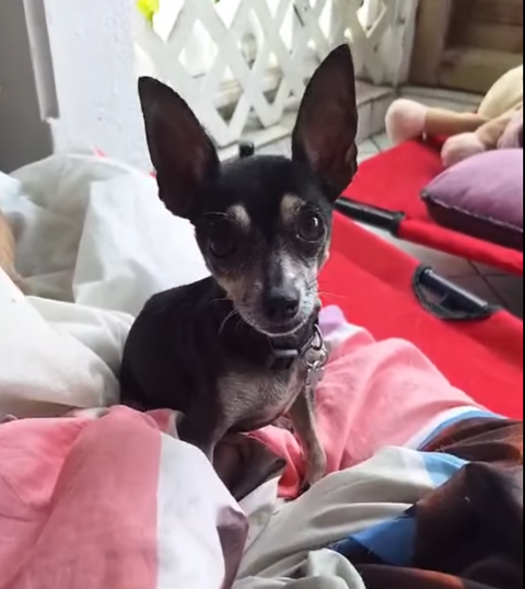 ZIGGY le petit pinscher 350 93400 Saint-ouen