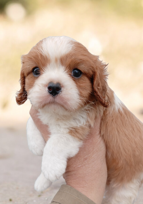 Chiots cavalier king charles LOF  1300 57580 R�milly
