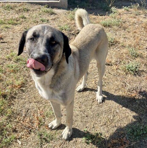 BERNARDO, berger d'anatolie 2 ans 220 34500 Béziers