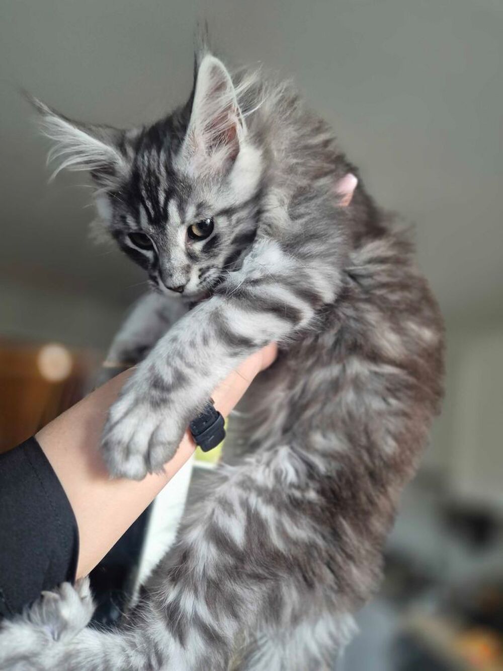 magnifique chaton Maine coon loof 