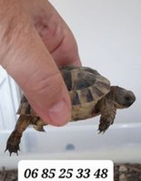   bébés tortue grecque 