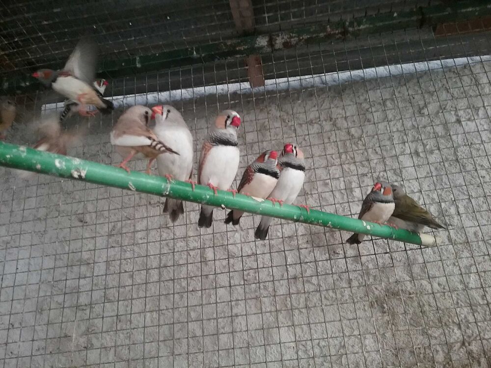   Oiseaux diamants mandarins 