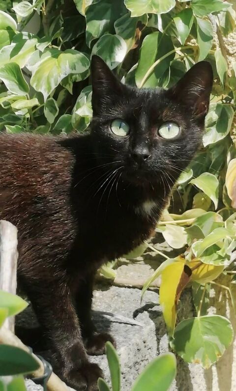Bagherra chatte noire 1 an gentille et caline a adopter 140 11000 Carcassonne