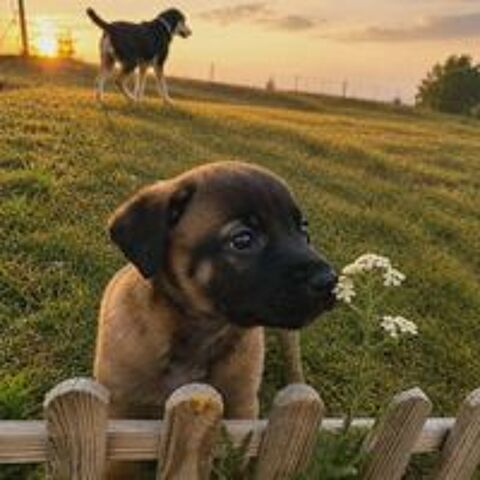   BULLE 