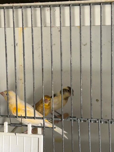 Canari , et divers exotique 20 71580 Saillenard