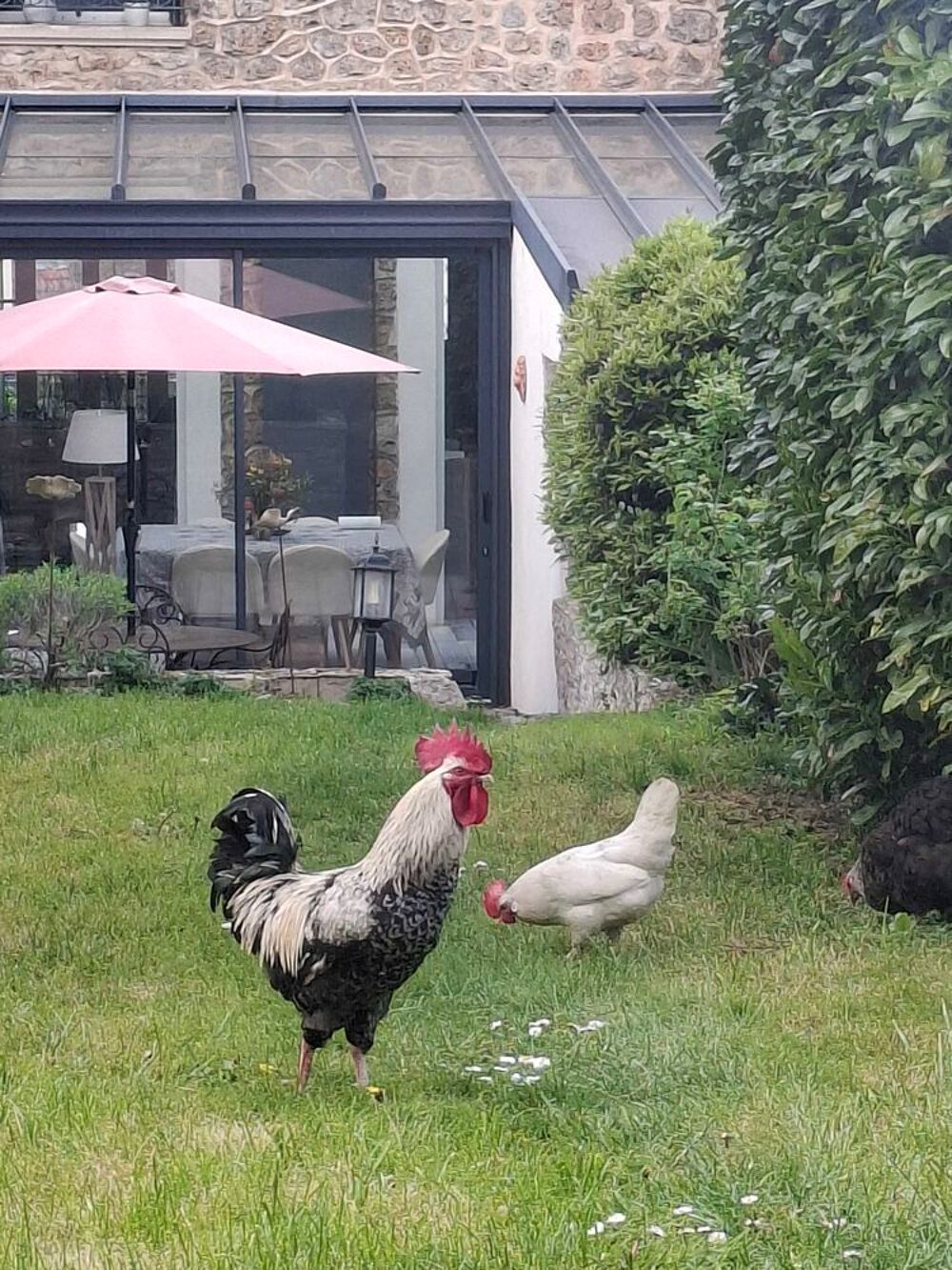   poussins 