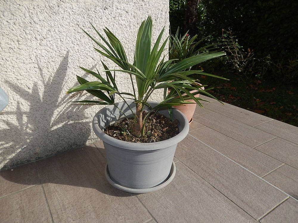 PALMIER TRACHYCARPUS FORTUNEI R&Eacute;SISTE LA S&Eacute;CHERESSE ET FROI Jardin