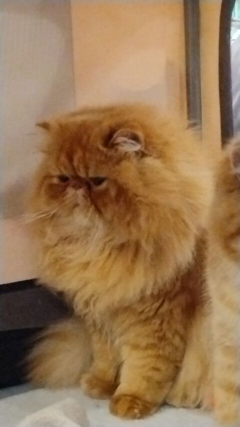 ARES DU DOMAINE AUX IRIS 1377 78840 Moisson