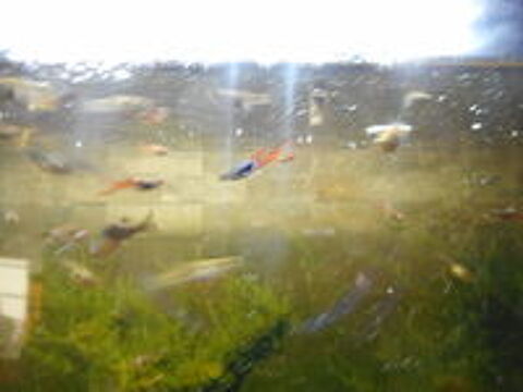   GUPYS ENDLERS 1E LES 2 blue japan red fire Tiger CREVETTES 1 