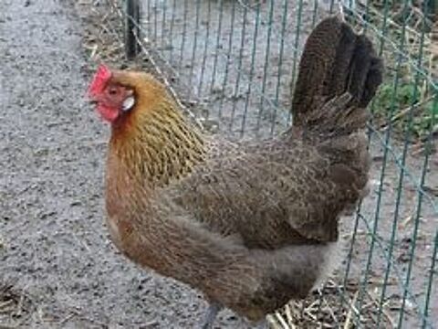 Poule gauloise doré idée cadeau anniversaire fêtes des mères 34 77540 Courpalay