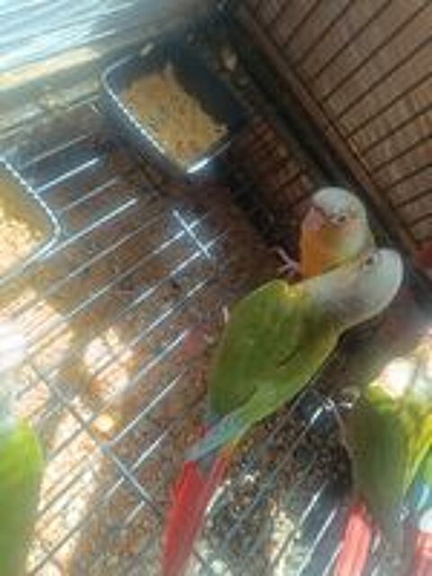   Conures  