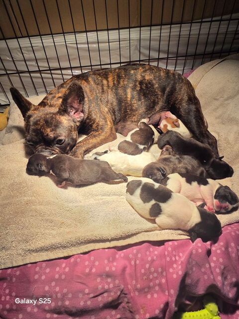 Chiots bouledogues fran&ccedil;ais exotique 1550 76880 Arques-la-bataille