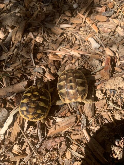 tortues Herman? 25 66000 Perpignan
