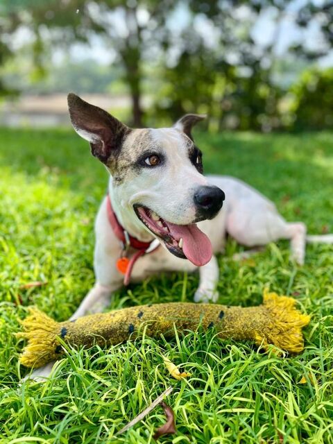 Hanae, femelle croisée berger née le 03/11/2023 &#128054; 380 91000 vry