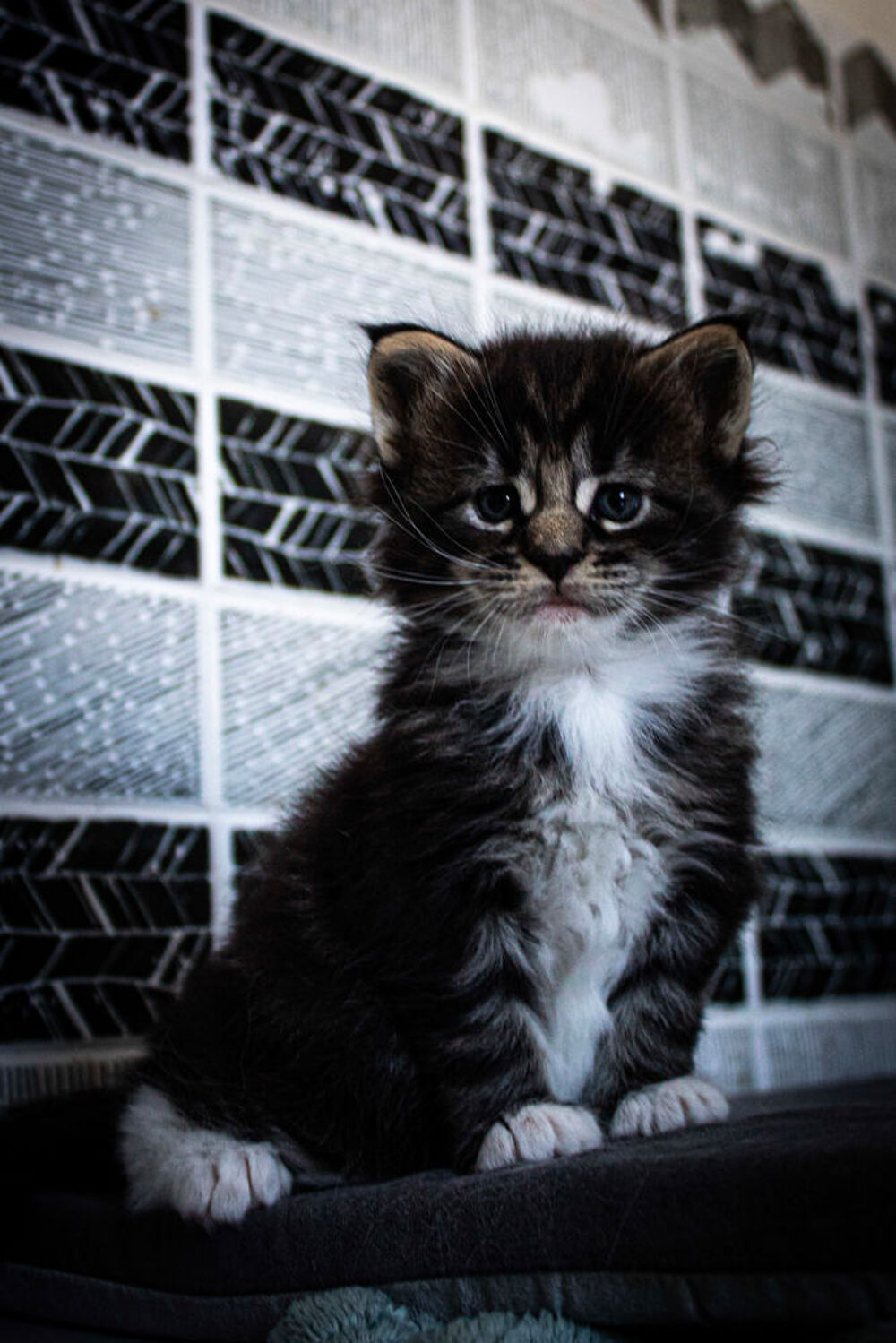   Maine Coon Loof 