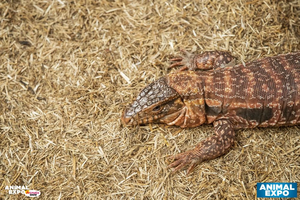 2 billets le salon Animal Expo les 24 et 25 octobre &agrave; Paris Billetterie