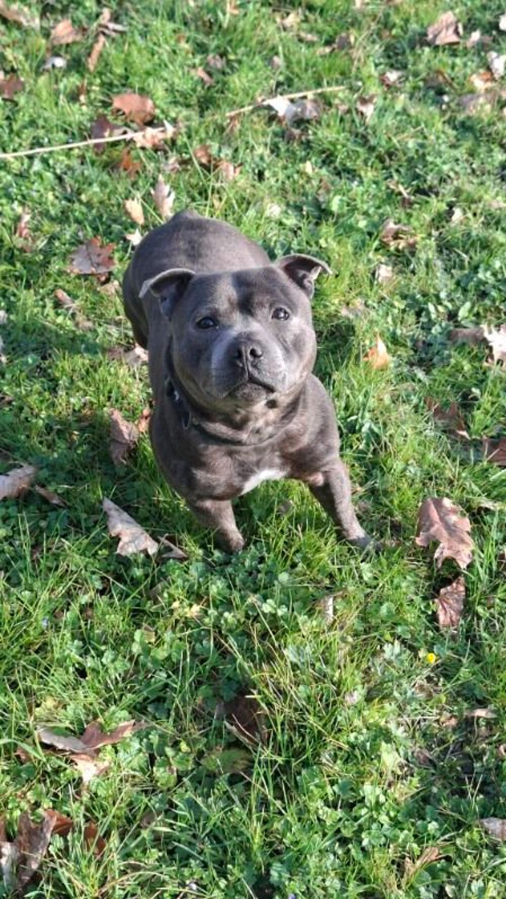   Staffordshire Bull Terrier LOF de 4 ans ? Pour adoption  