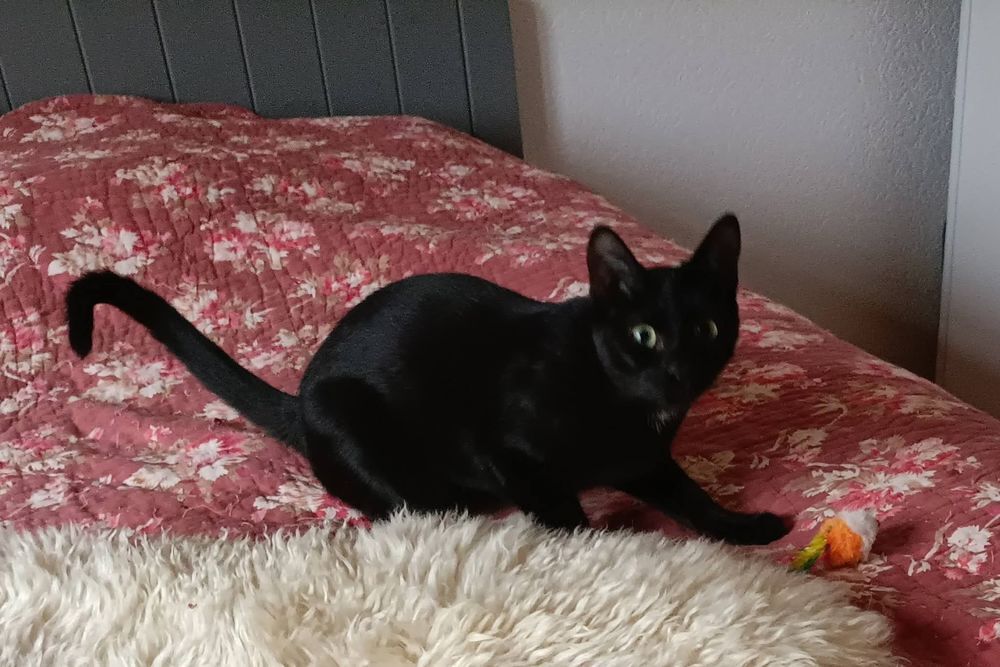   Chaton ABBIE 