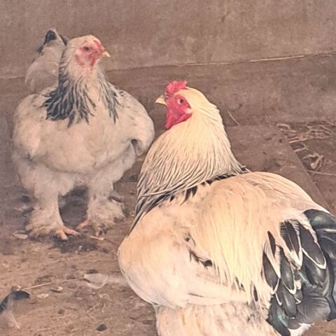 Trio brahma 85 44780 Missillac