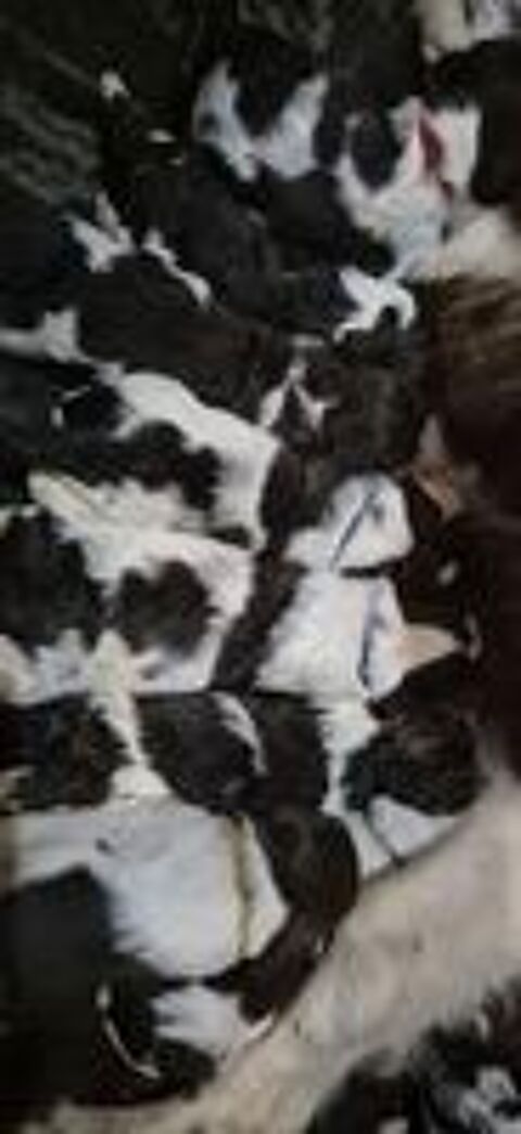   Chiots Springer Spaniel  