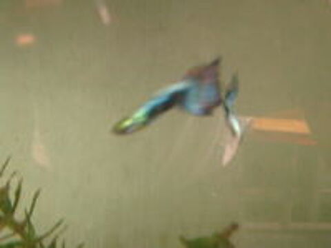   guppy léopard  