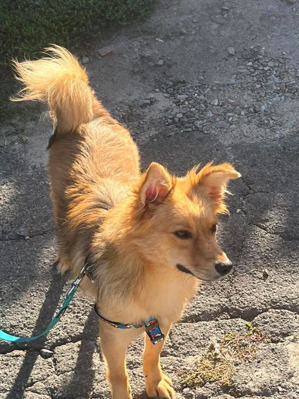   A L'ADOPTION FELISA SE TROUVE EN REFUGE UKRAINE 