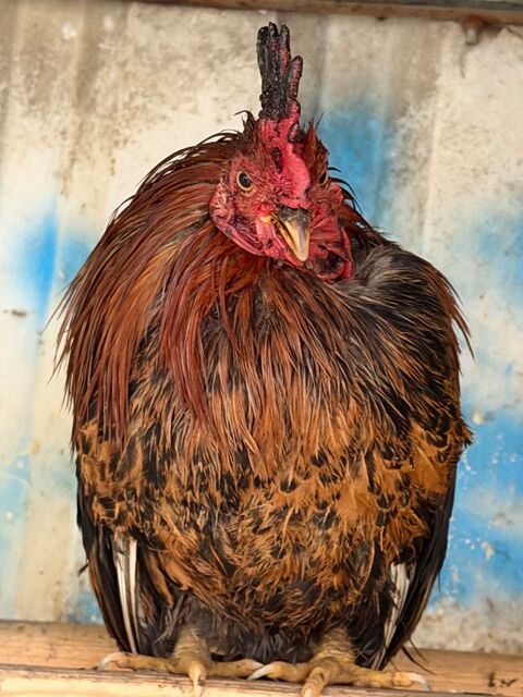 coq nain 0 Azereix (65)