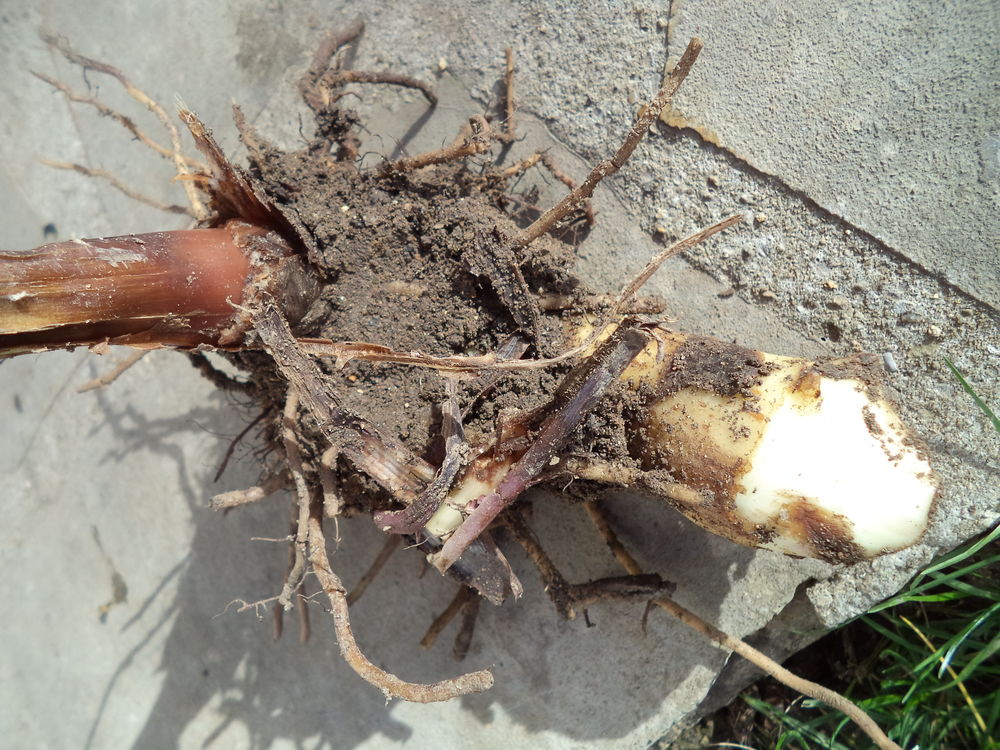 Bulbes de Cannas rouge beau feuillage Jardin