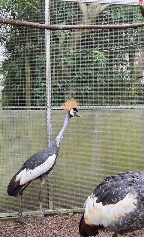 C&egrave;de Grues royales 600 09700 Saverdun