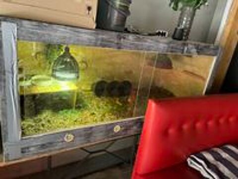   4 tortues  