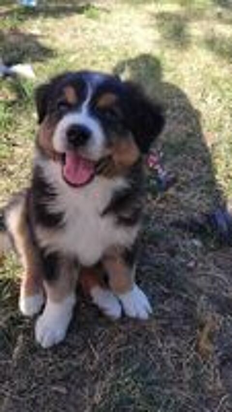   Chiot berger australien lofter  