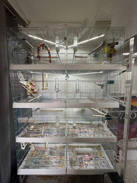 Cage élevage Cova 120 avec mangeoires extérieures et tiroir 105 59940 Estaires