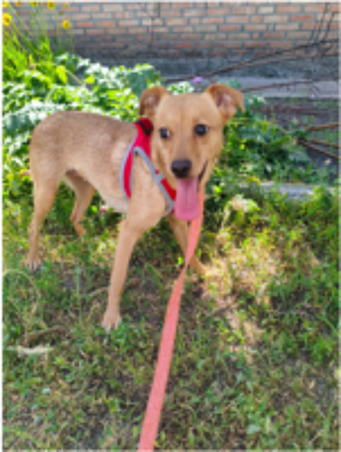   A L'ADOPTION FANYA 