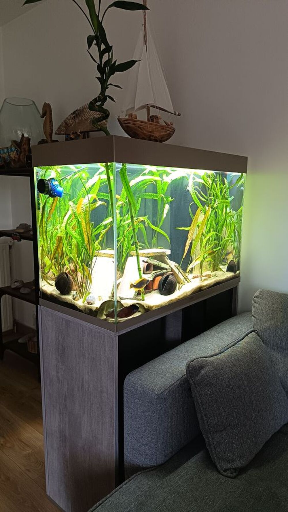   Aquarium CIANO tout équipé impeccable  