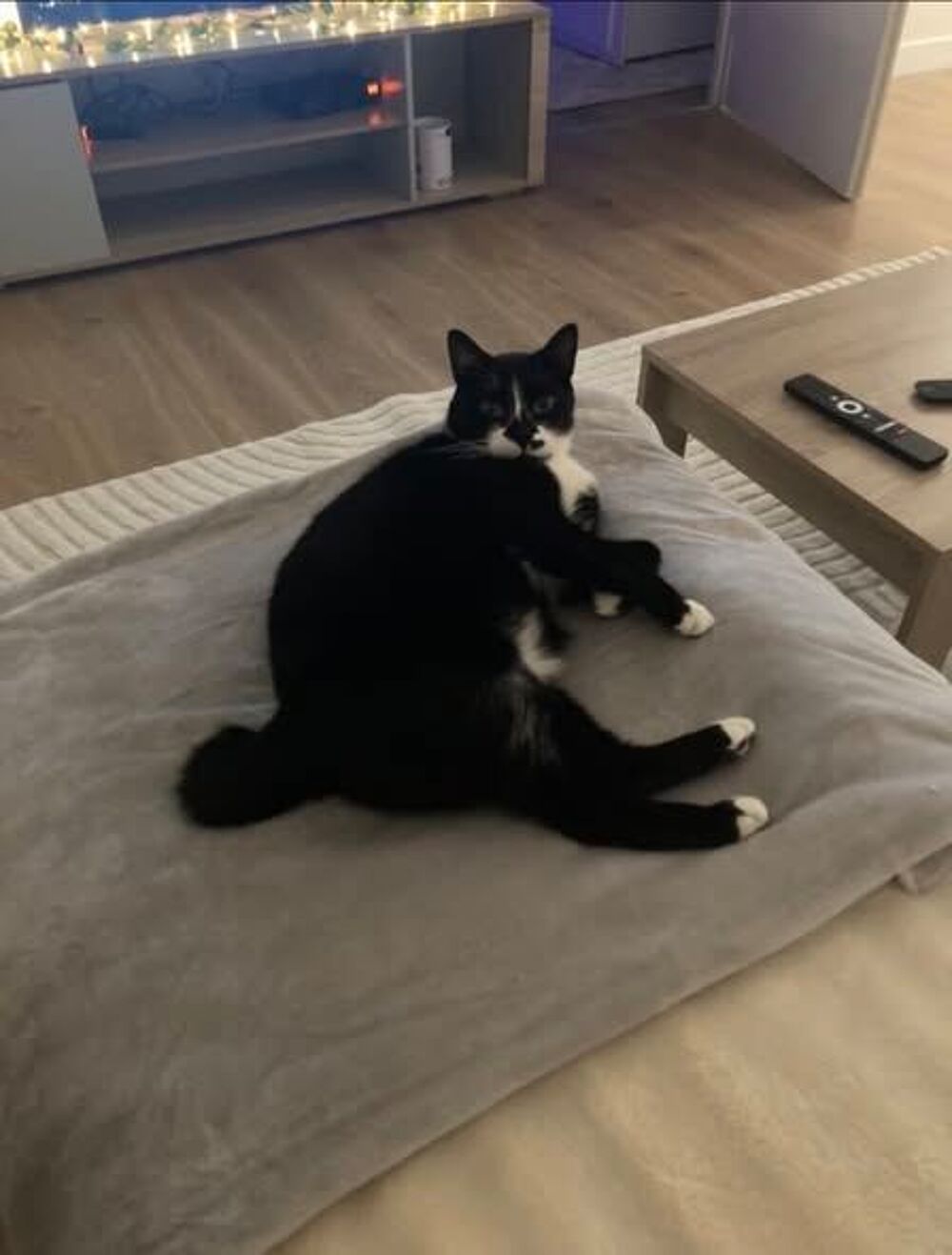   Chat GHOST à l adoption 