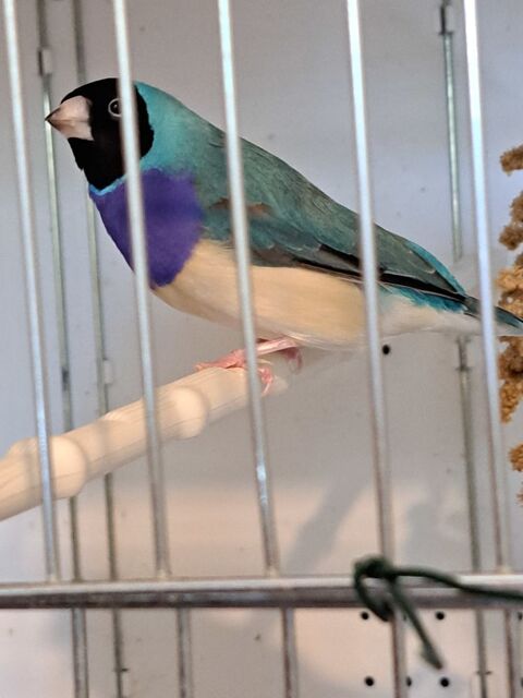 Gould bleu 70 44000 Nantes