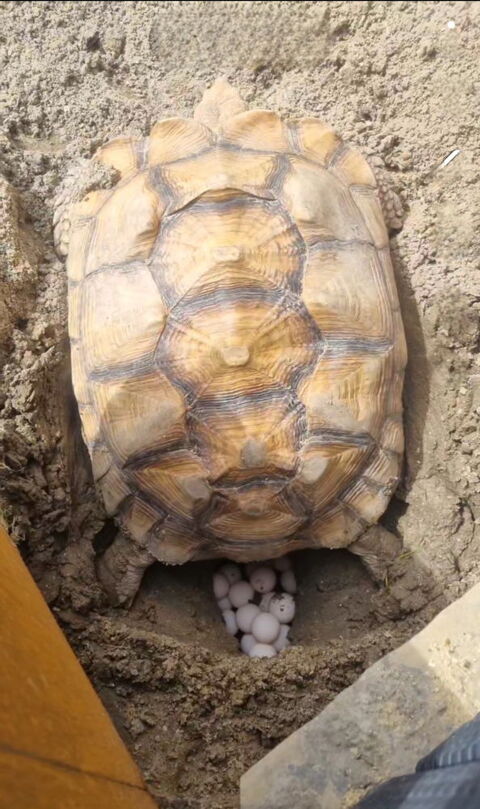 Tortues sulcata 1000 59380 Armbouts-cappel