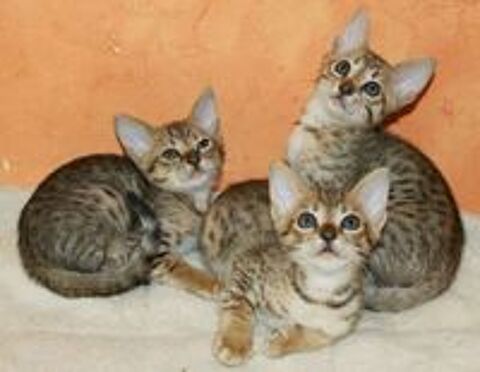   CHATON SAVANNAH LOOF 