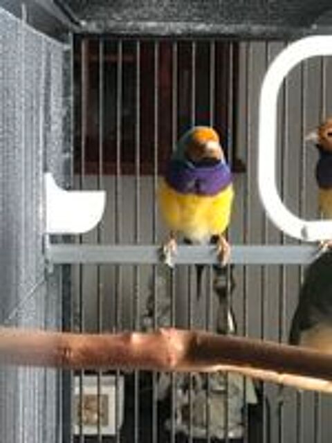   DIAMANT DE GOULD 90e 