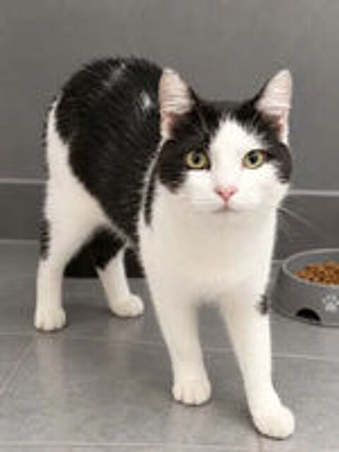   Felix chat adorable et tres calin cherche famille a adopter 