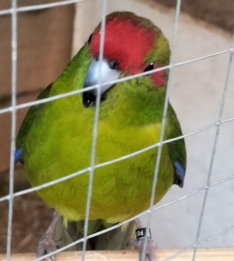 Kakariki 60 83500 La seyne-sur-mer