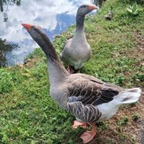   Couple d'oies avec 2 oisons  