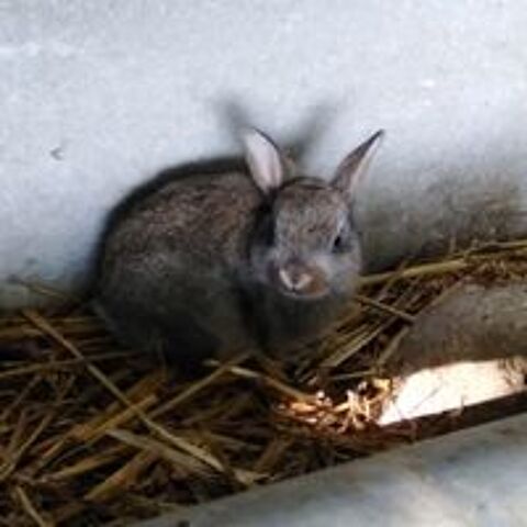   Lapin de garenne  