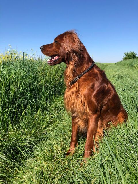 Saillie Setter Irlandais Rouge 800 60190 Estr�es-saint-denis