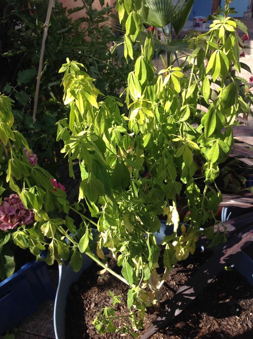 Bonjour ! Je recherche grands arbustes environ 1,80 &agrave; 2M Jardin