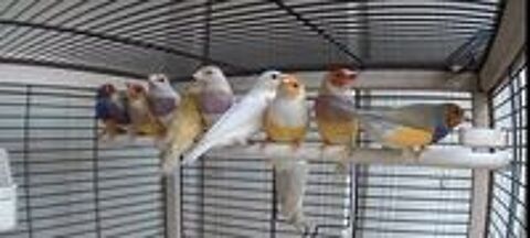   Diamant gould 