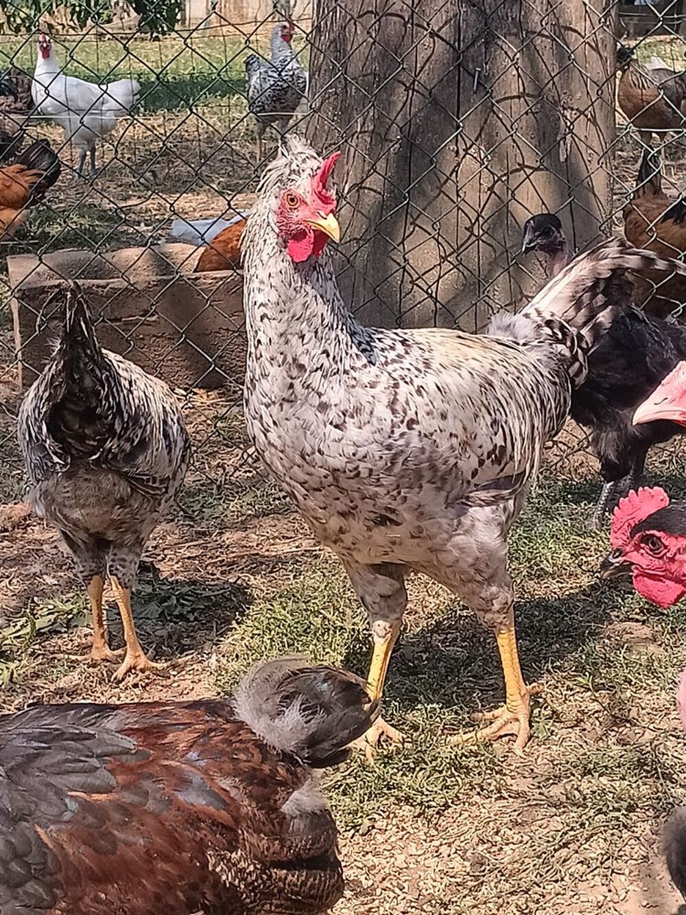   Coq cream legbar 